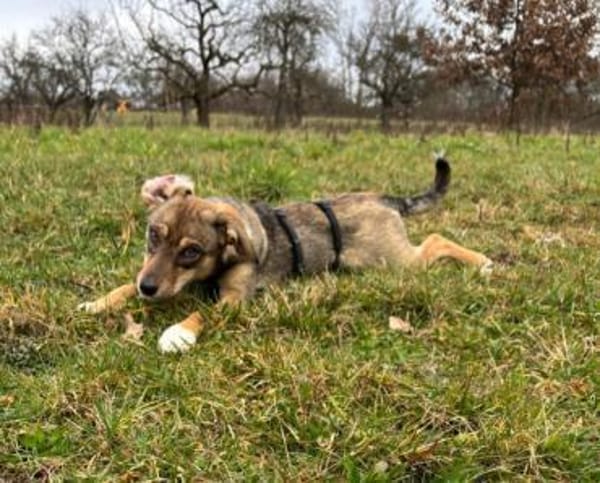 Hundekind sucht Bestplatz