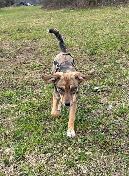 Hundekind sucht Bestplatz