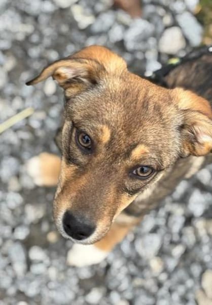 Hundekind sucht Bestplatz