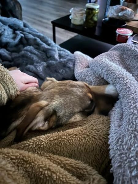 Hundekind sucht Bestplatz