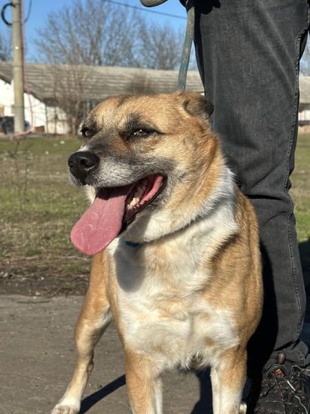 DAFNE ❤🐾die Liebenswürdigkeit auf 4 🐾