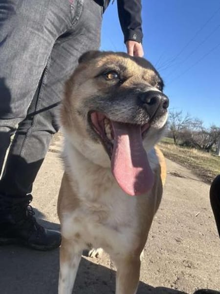 DAFNE ❤🐾die Liebenswürdigkeit auf 4 🐾