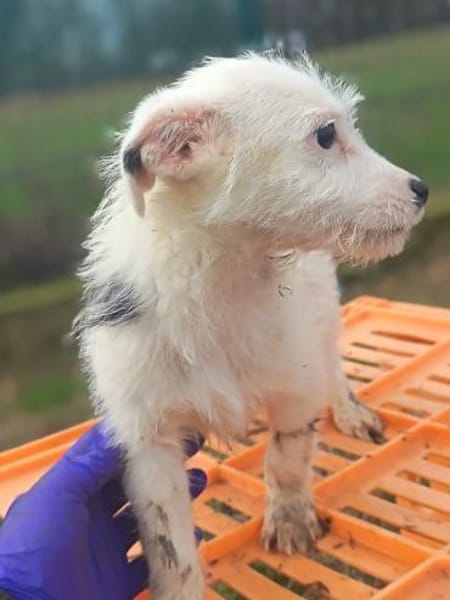 Oskar süßer kleiner Kerl