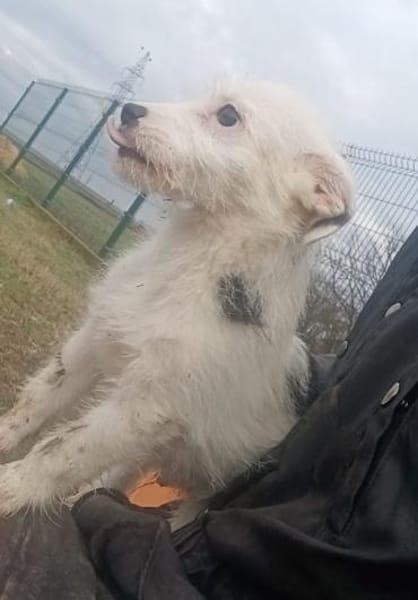 Oskar süßer kleiner Kerl