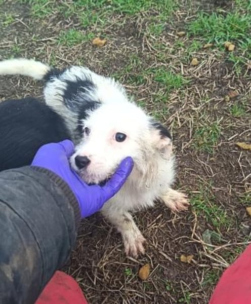Oskar süßer kleiner Kerl