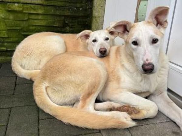 SEPPI-lieber,hübscher Jung-Rüde,63 cm