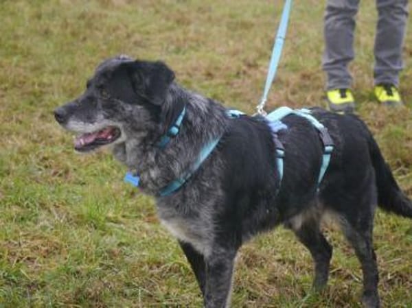 JACKO-liebenswerter Senior-Rüde,51 cm