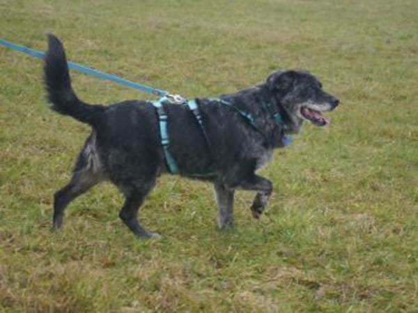 JACKO-liebenswerter Senior-Rüde,51 cm