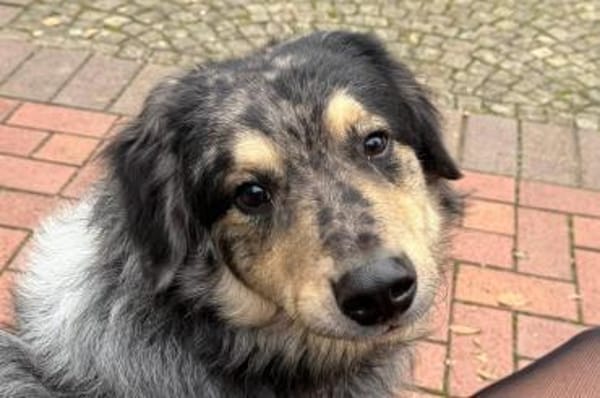 Sensibler Jungrüde ♥BALU♥ in 59174 Kamen