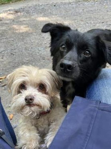 Sanfter, ruhiger Lino