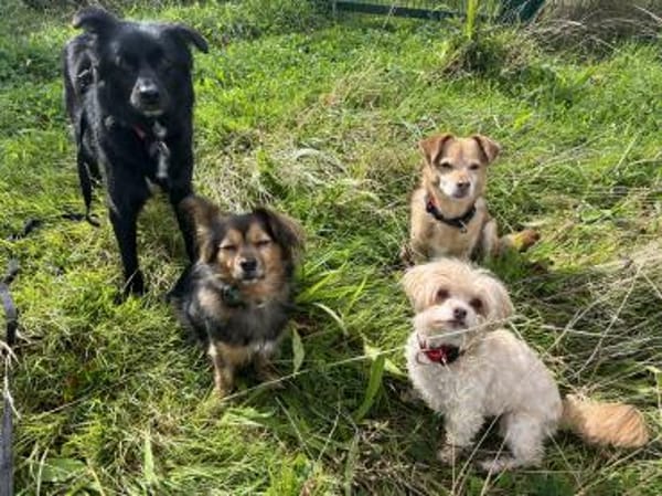 Sanfter, ruhiger Lino