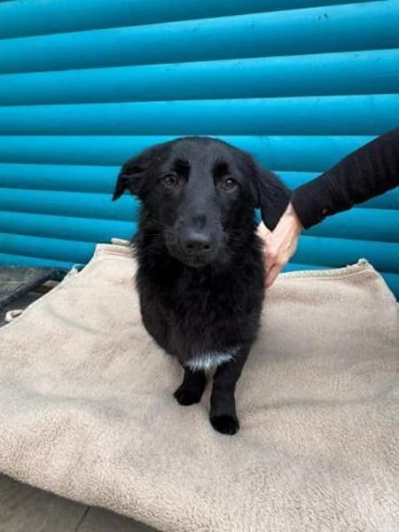 LUGH-freundlicher, süßer Jung-Rüde,35cm