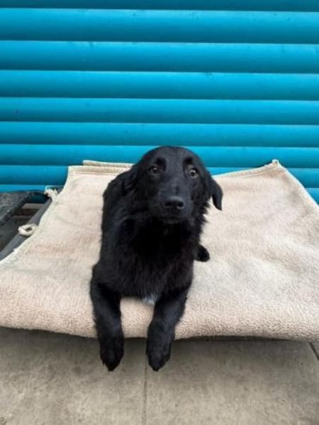 LUGH-freundlicher, süßer Jung-Rüde,35cm