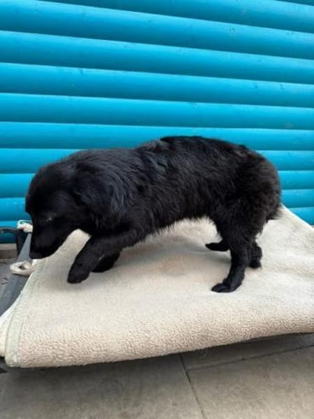 LUGH-freundlicher, süßer Jung-Rüde,35cm