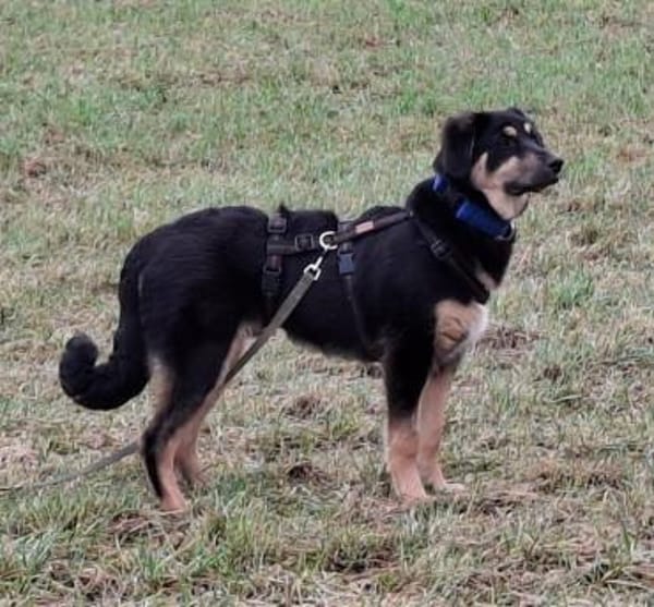 Brandy wartet in 55595 Weinsheim