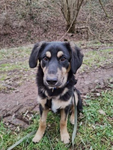 Brandy wartet in 55595 Weinsheim