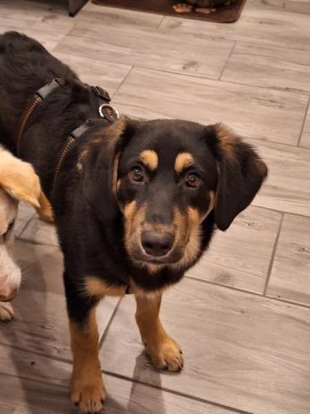 Brandy wartet in 55595 Weinsheim