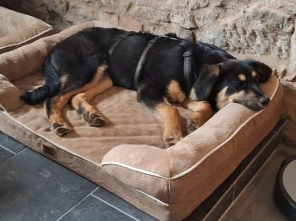 Brandy wartet in 55595 Weinsheim