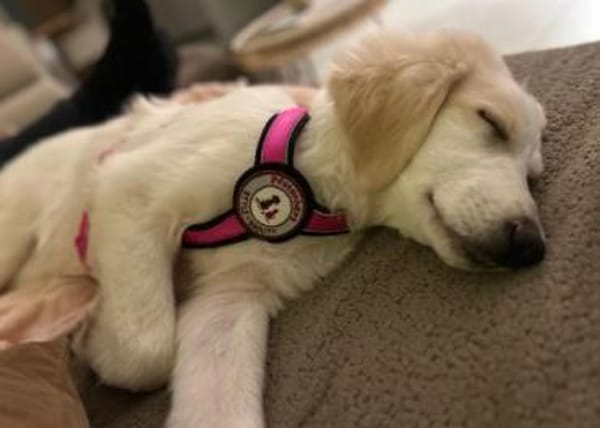 Kiki- Herzenshund und Herzensmenschen