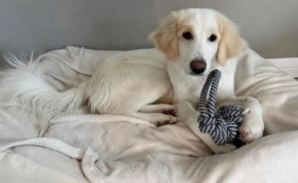 Kiki- Herzenshund und Herzensmenschen