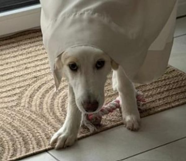 Kiki- Herzenshund und Herzensmenschen