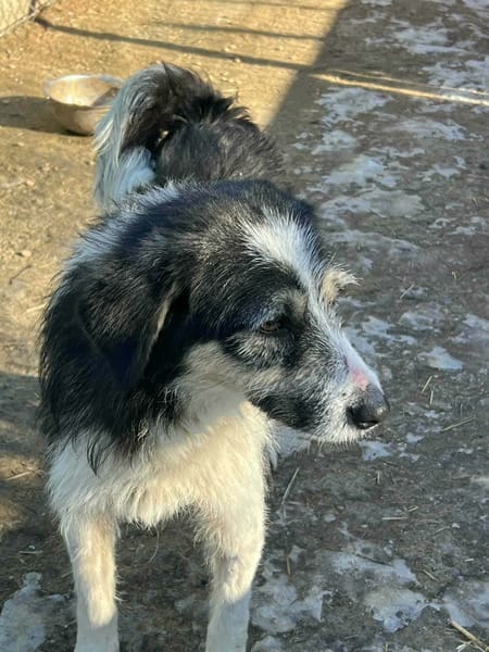 Der freundliche Filip sucht sein Glück!