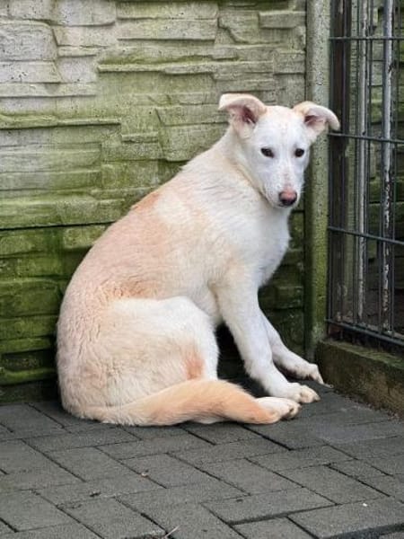 SINA-freundliche, liebe Jung-Hündin,61cm