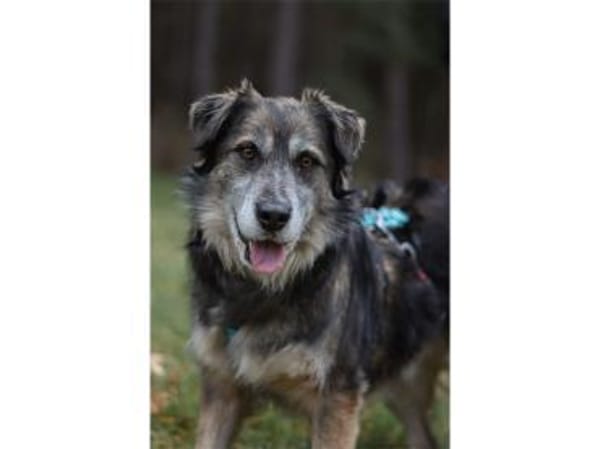 Linga - wartet in 96369 Weißenbrunn