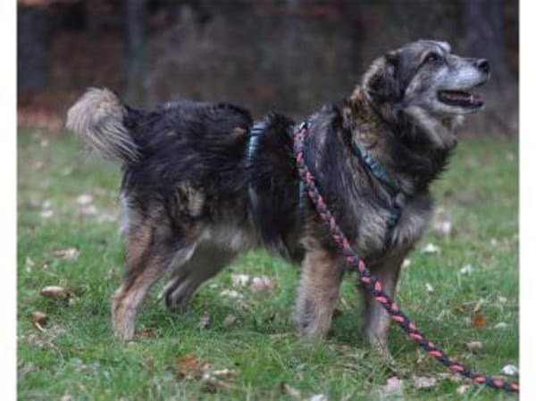 Linga - wartet in 96369 Weißenbrunn