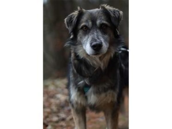 Linga - wartet in 96369 Weißenbrunn