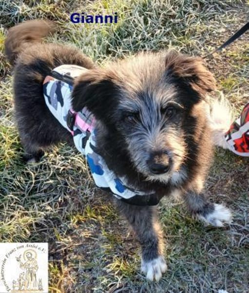 Gianni  der junge, aufgeweckte Rüde
