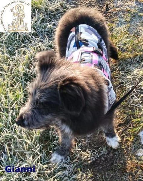 Gianni  der junge, aufgeweckte Rüde