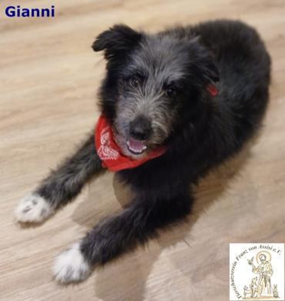 Gianni  der junge, aufgeweckte Rüde