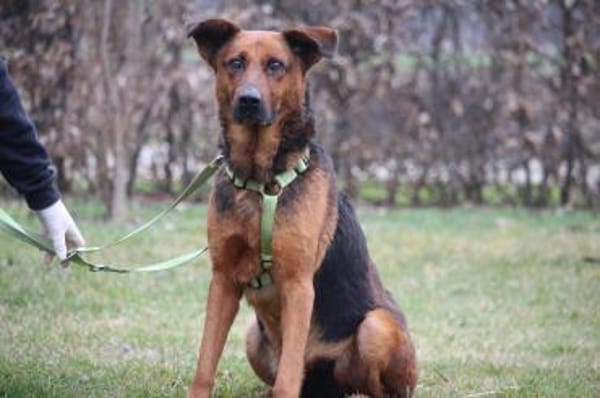 Lando sucht seine Menschen...