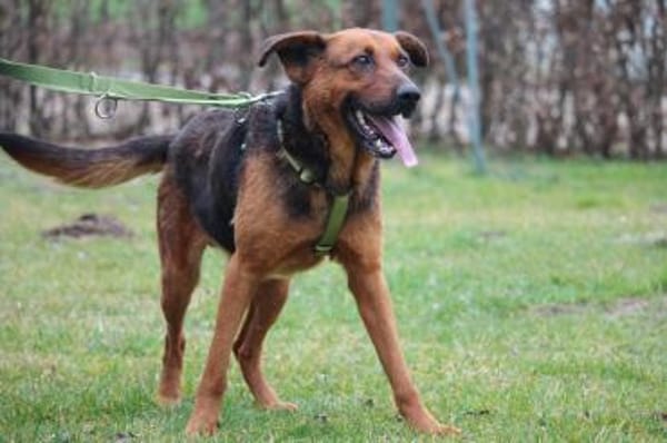 Lando sucht seine Menschen...