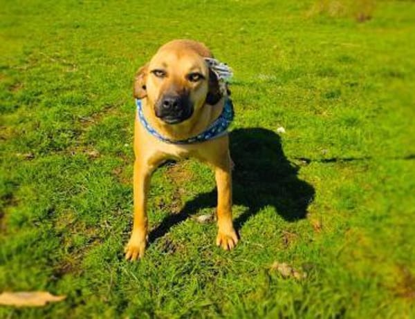 Kati eine tolle Familienhündin