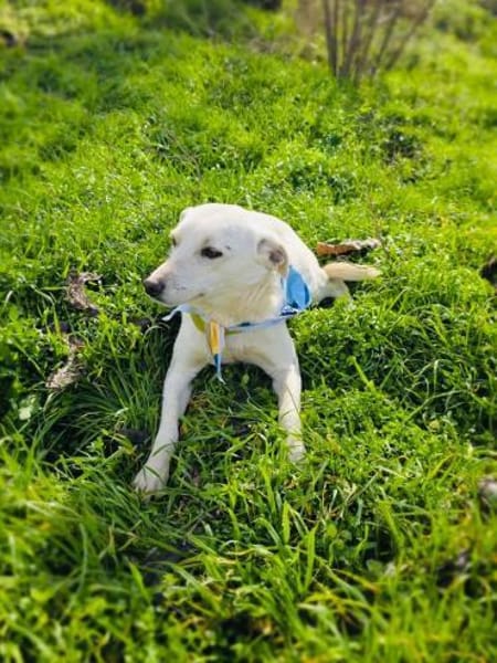 Pamuk einfach nur lieb