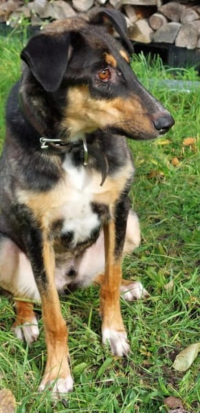 JUPP - auf Pflegestelle in Rüsselsheim