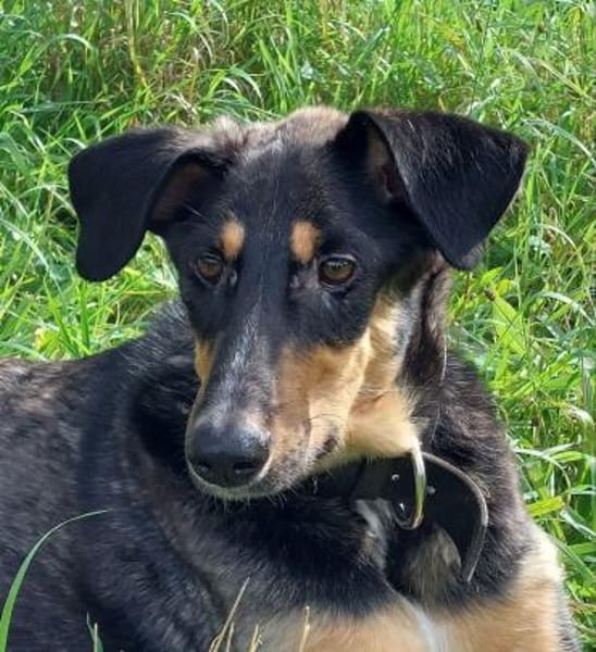 JUPP - auf Pflegestelle in Rüsselsheim