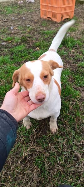 Lebensfrohe Fanny sucht Zuhause