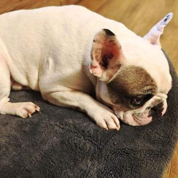 Deejay - ist genügsam