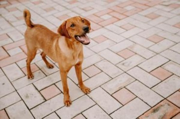 Marno - lebensfroher Rüde sucht Zuhause