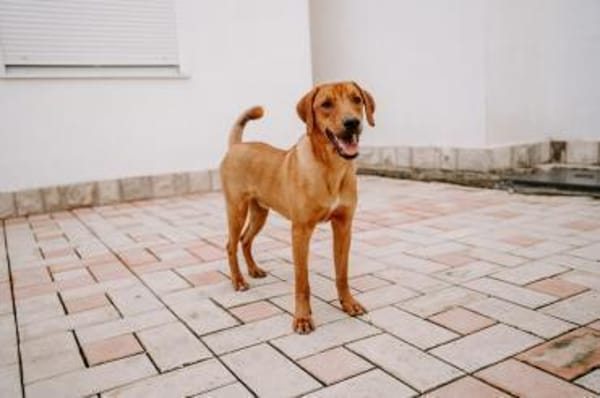 Marno - lebensfroher Rüde sucht Zuhause