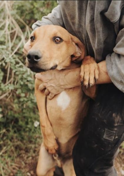 Marno - lebensfroher Rüde sucht Zuhause