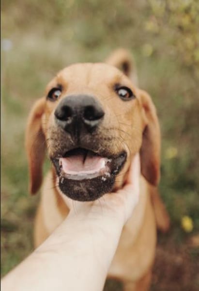 Marno - lebensfroher Rüde sucht Zuhause