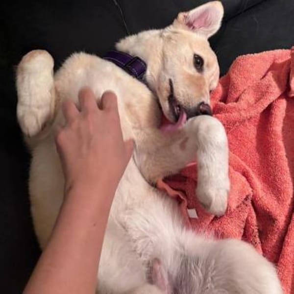 Dein neuer Gefährte