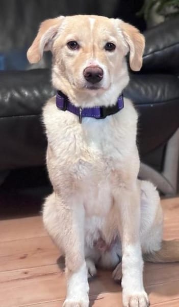 Dein neuer Gefährte