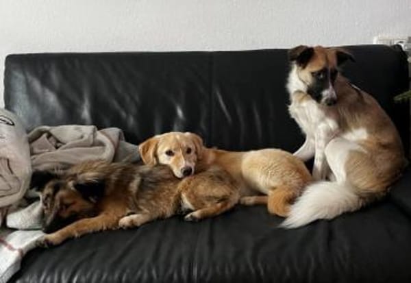 Dein neuer Gefährte