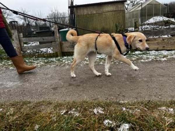 Dein neuer Gefährte