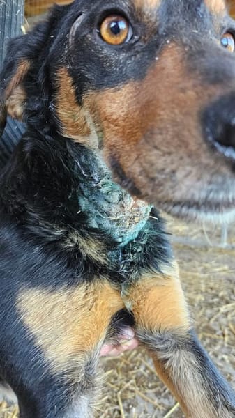 Roki möchte seine Koffer packen